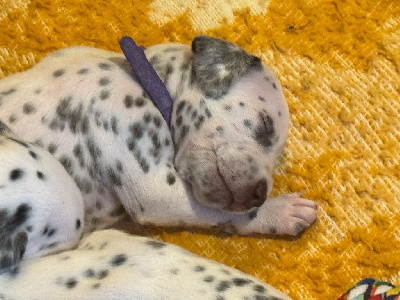 CHIOT