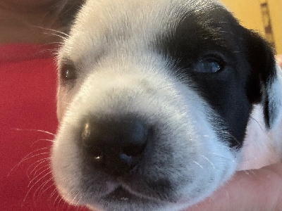 CHIOT
