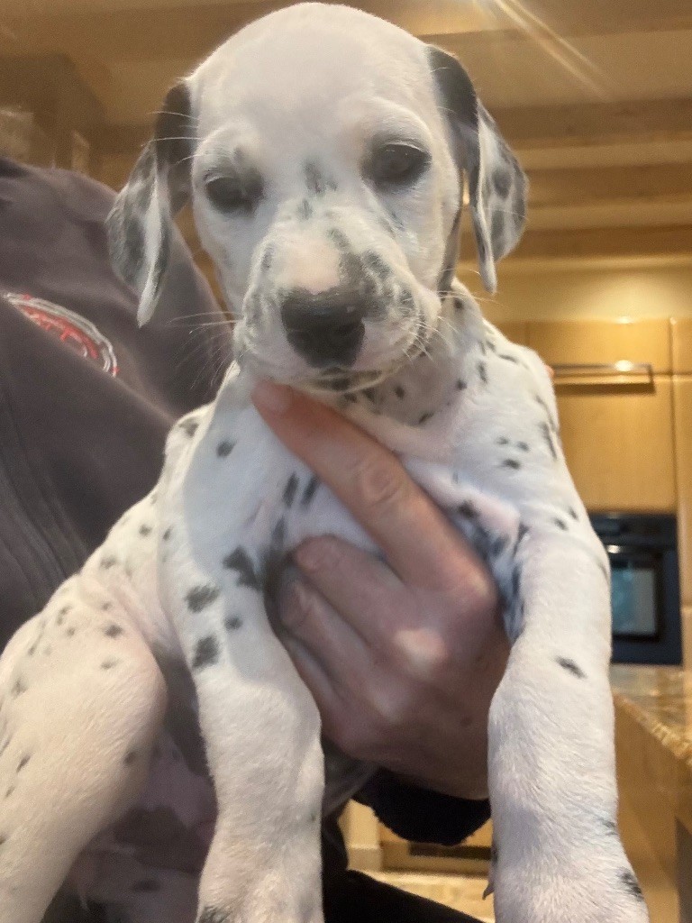 Dalmat Lovers - Chiots disponibles - Dalmatien