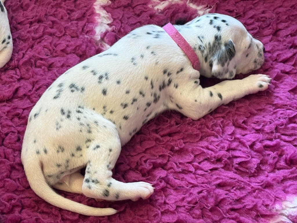 Dalmat Lovers - Chiots disponibles - Dalmatien